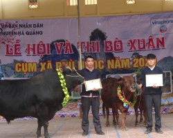 Lãnh đạo huyện Hà Quảng trao giải cho các chủ bò.