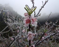 Chiêm ngưỡng hoa đào, hoa mận đóng băng tại xã Hồng An, huyện Bảo Lạc
