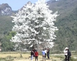 Le hoi hoa Le Bao Lac