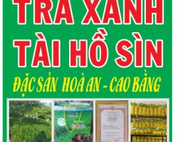 Trà xanh Tài Hồ Sìn – Hương vị từ núi rừng Cao Bằng