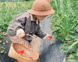 Mô hình hái dâu kết hợp du lịch trải nghiệm