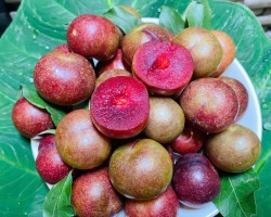 Mận máu Cao Bằng - Đặc sản ngọt lành từ núi rừng