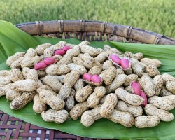 Trải nghiệm hương vị lạc đỏ miền non nước