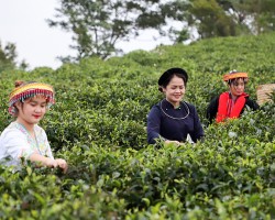 2 IMG 4957 hái chè