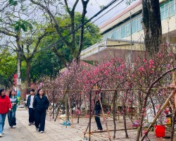 Chợ hoa xuân Bính Ngọ 2026: Sắc xuân rực rỡ giữa lòng Non nước Cao Bằng