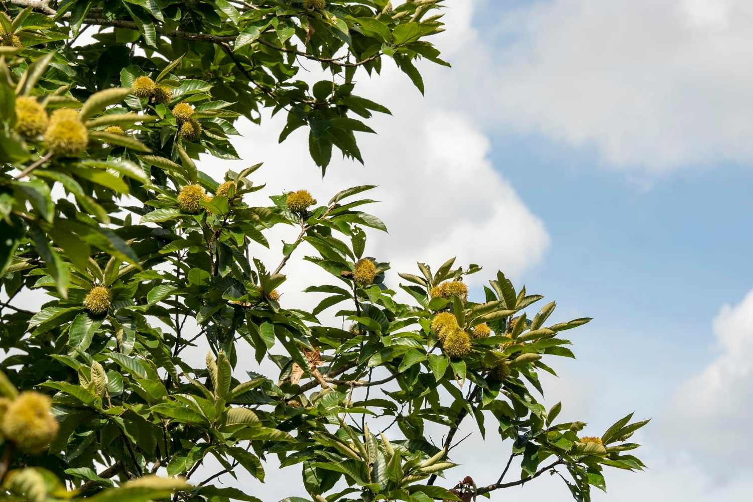 cành dẻ, phương thảo