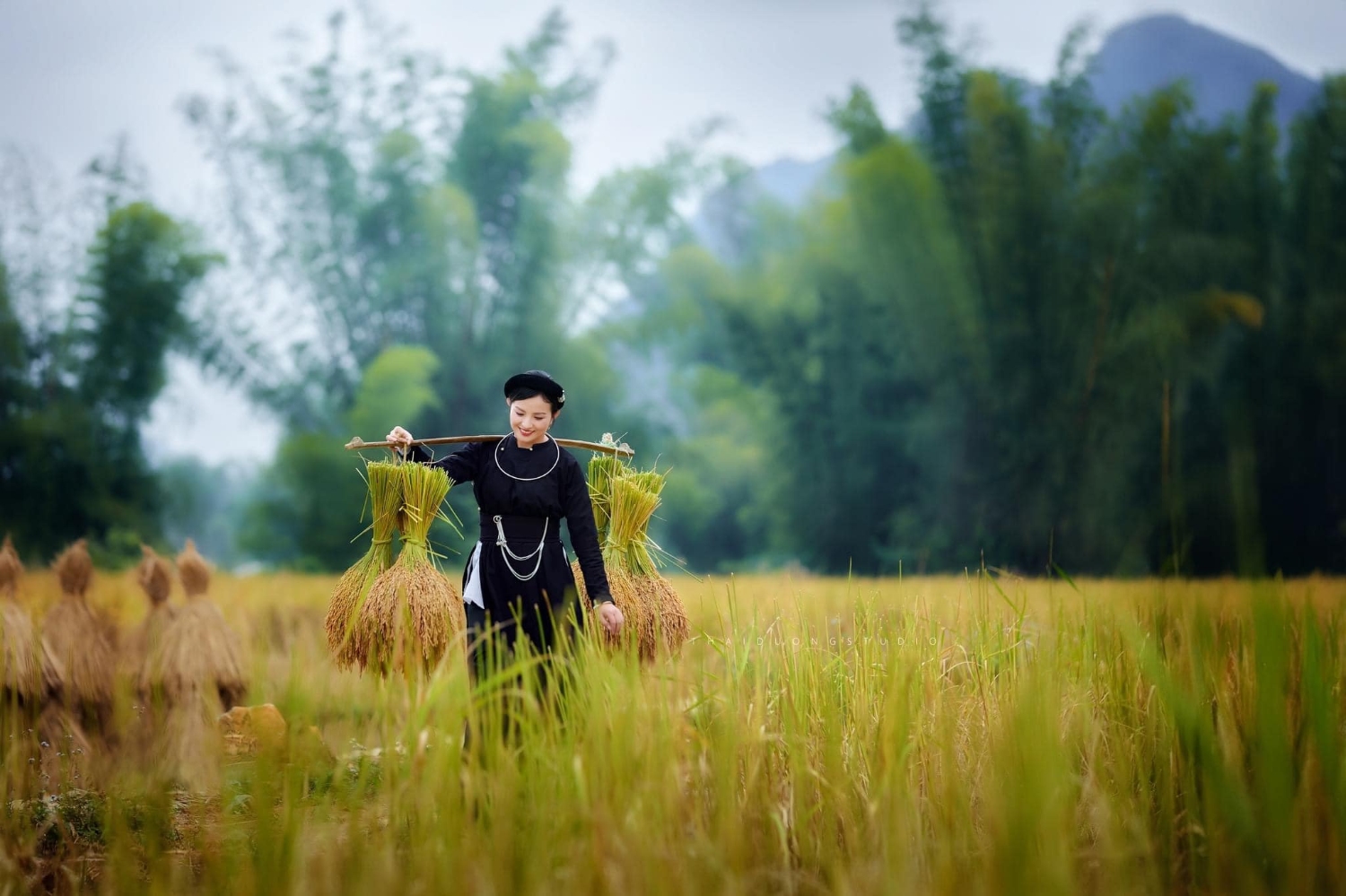 Mùa thu hoạch nếp Ong Thái Dương AC