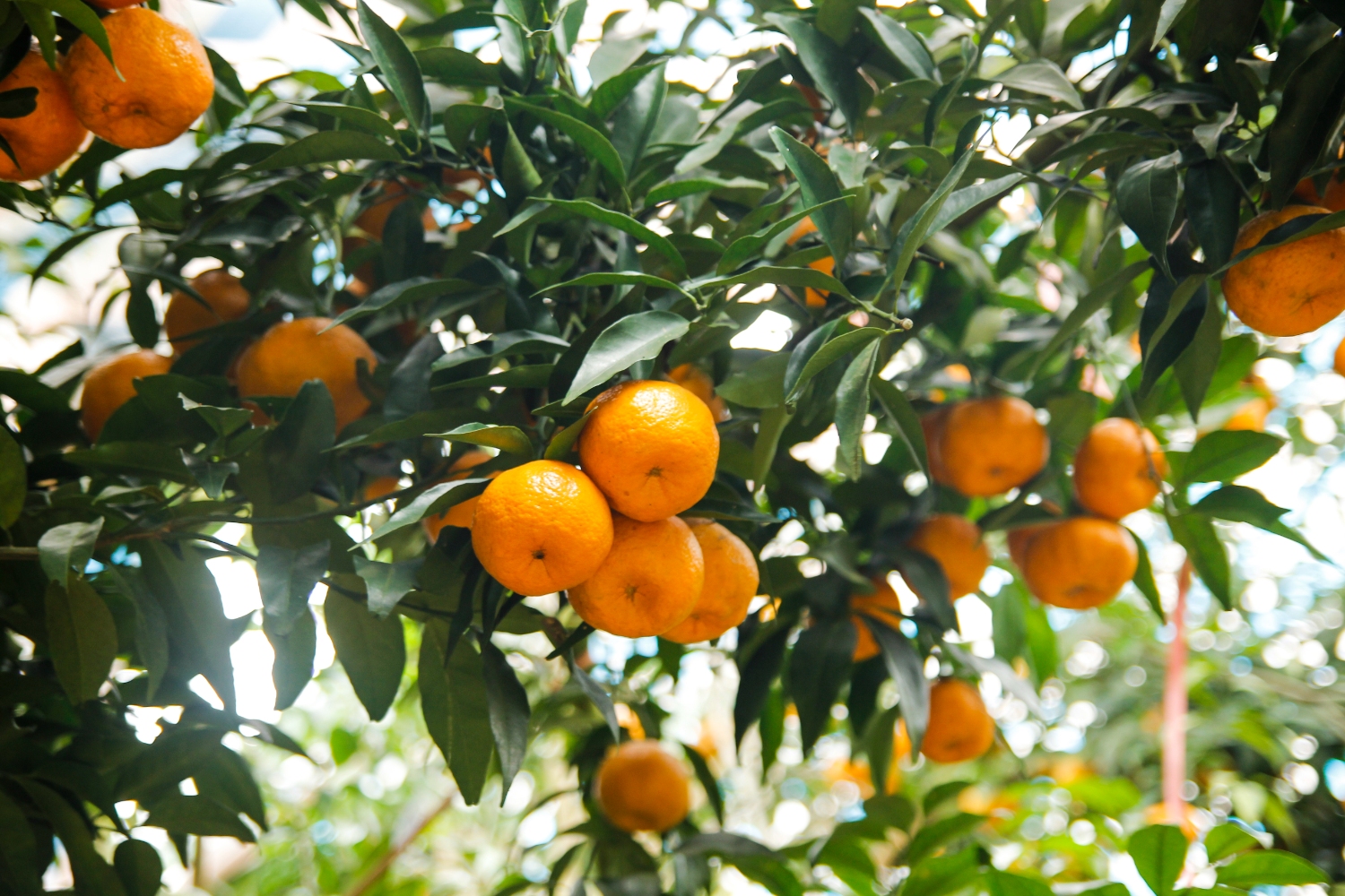 Quýt Trà Lĩnh Trung Nguyên