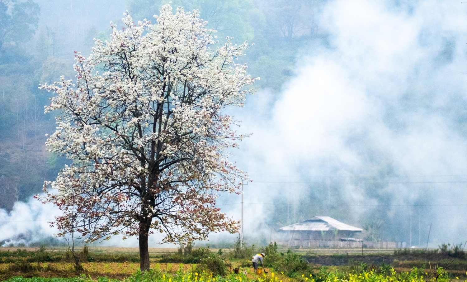 Thiếu nữ Tày và mùa hoa lê Hà Cương (1)