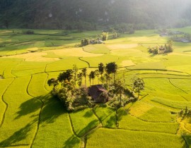 Van-Tiep-Nang-moi-Xuan-Truong-Bao-Lac.jpg